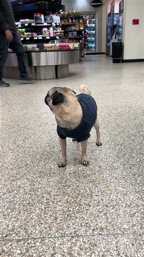 #pug #roodabeguh | Pug