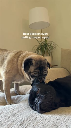 This is your sign to get another pug 🫶🏼 • • • #cutedogs #pugs #pugsoftiktok #dogmom #cutepug