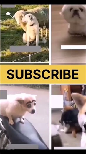 Animals Talking Like Humans 😂🐶 | Funny Voiceover Moments #shorts #funny #cute #shortsfeed