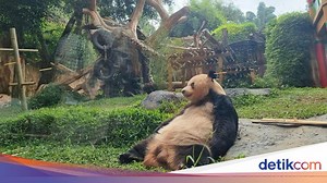 Taman Safari Bayar Miliaran ke China untuk Rawat Panda