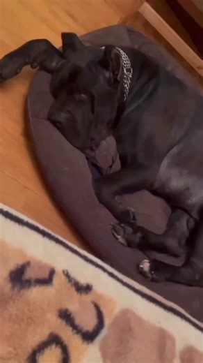 22K views · 541 reactions | SOUND ON  - grab your copy of Raising & Training The Perfect Cane Corso: book.canecorsopets.com | Cane Corso Pets | Facebook