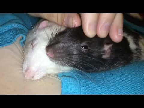 Rats are ADORABLE Cute Rat Compilation