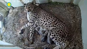 WATCH: National Zoo welcomes birth of 5 adorable cheetah cubs