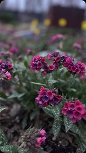 Pulmonaria ‘Raspberry Splash’ with its pink and purple blooms mixed with blue Scilla bulbs and yellow daffodils are chefs kiss together. Happy spring! . #springflowers #gardeninspiration #gardening #blueflowers #yellowflowers #terranovaplants @terranovanurseries | Garden Evolution