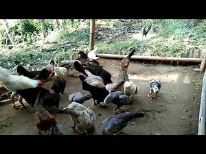 Native Chicken Farm in Philippines