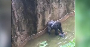 Jeff Corwin on the Cincinnati Zoo gorilla controversy