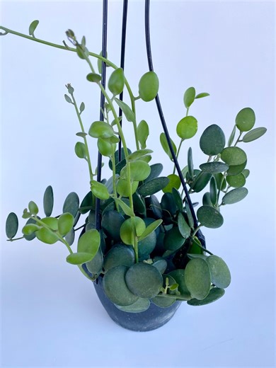 Silver Dollar Vine - Xerosicyos Danguyi - String of Coins Succulent - Hanging Basket - Rare Succulent - Etsy