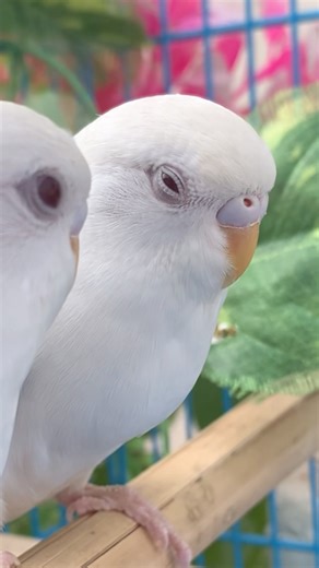 Day- 29 🐥 My Budgies Parrot So Cute! 5 Amazing Facts✨#birdcare #birdfood #petbirds