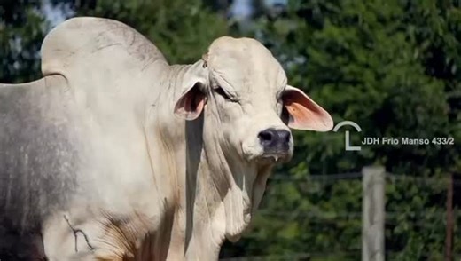 J.D. Hudgins American Brahman | JDH Frio Manso 433/2 is the herdsire to implement in your breeding program to add muscle thickness, depth of body, bone, and exceptional... | Instagram