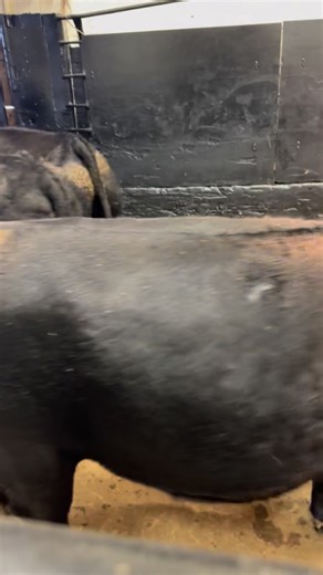 Sold 10/14: 5 Packer Cows #1356 @ $175 | Woodward Livestock Auction, Inc