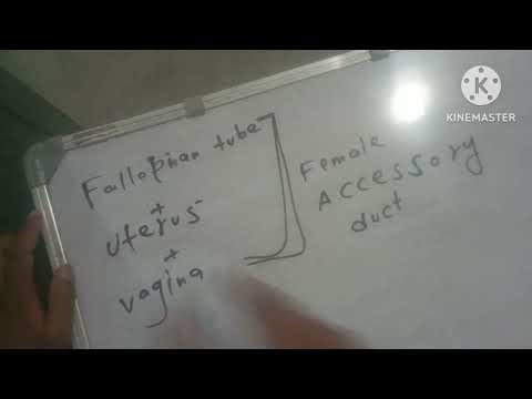 Biology class 12 chapter 2 human reproduction part 3
