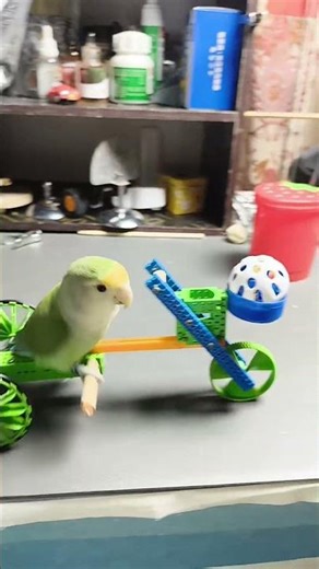 Parrot's Perfect Slam Dunk! 🏀#parrot #birdtricks #basketball