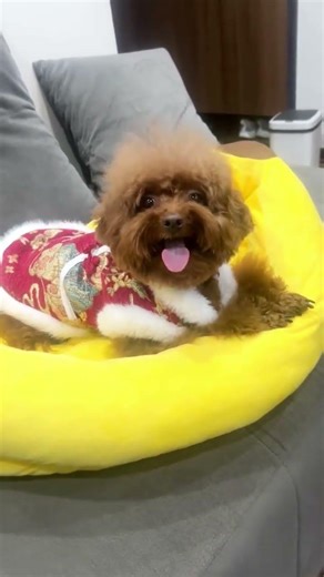 Poodle Relaxing on the Bed – Calm & Adorable Moments! 💕 #cozypet #petvibes