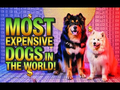 Most Expensive Dogs in the World