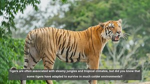 10 Adaptations of Tigers in Cold Climates