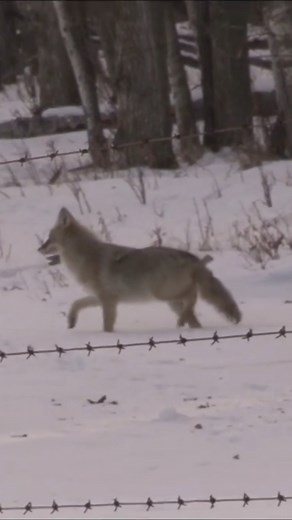 Hunting Coyotes UP CLOSE 💥🐺💀 #coyotehunting #predatorhunting