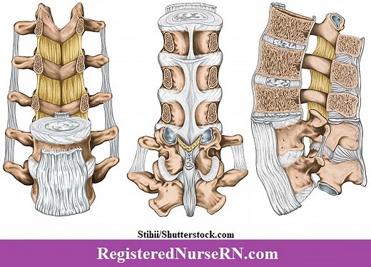 Vertebral Column Ligaments Quiz