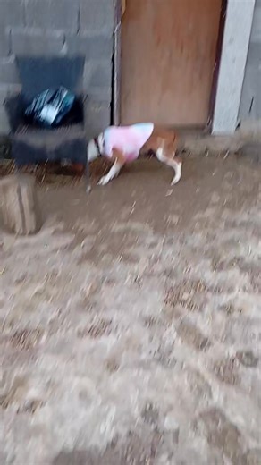 Lea är en hund som fryser mycket och hon är smal . Jag har sagt till om att mata henne och dom andra hundarna mera nu på vintern och här får hon en mjuk hundtröja som vi ska byta ut mot en tjockare sen . Vi är rädda att hon vill försöka få av den när hon är själv och då kan hon lättare få av denna utan att skada sig ,sen om någon dag ska vi byta ut den jackan mot tjockare tyg . | Adoptera en hund