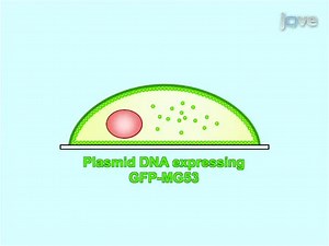 Visualization of MG53-mediated Cell Membrane Repair Using in vivo and in vitro Systems
