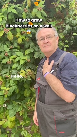 9.4K views · 135 reactions | How to grow Blackberries on a wall #blackberry #blackberries #softfruit #growyourownfood #growyourownfruit #plants #gardening #garden #plant #gardens #plantsmakepeoplehappy #plant #gardenhacks #gardenhack | Dave The Plantman | Facebook
