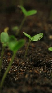 Cultivo de semillas que surgen de: video de stock (totalmente libre de regalías) 3487295775 | Shutterstock