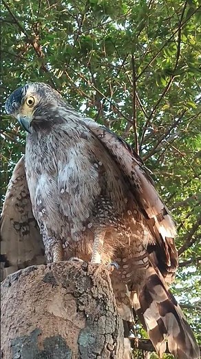 #Hawk #birds is beautiful #wildlife #eatfood #nature