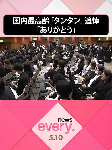 国内最高齢で息を引き取った、ジャイアントパンダの「タンタン」。10日、追悼式が行われ、会場の外にもファンが駆けつけました。#日テレnews#tiktokでニュース