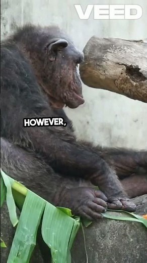 "Nim Chimpsky and the Illusion of Language: The Chimp Who 'Spoke' in Signs"