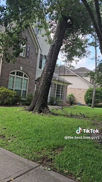 Tree Climbing Techniques for Safe Tree Fall Management