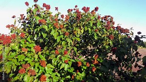 achiote tree (Bixa orellana) native to tropical regions, the annatto seeds are used as condiment
