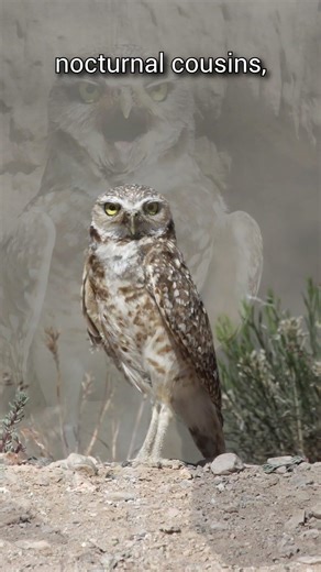 The Ground Dweller | Burrowing Owl | S01 001 | Remarkable Secrets of American Birds