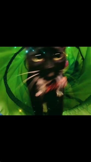 #stinky #kitty | William Scott