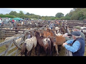 Chagford Pony Sale 2023