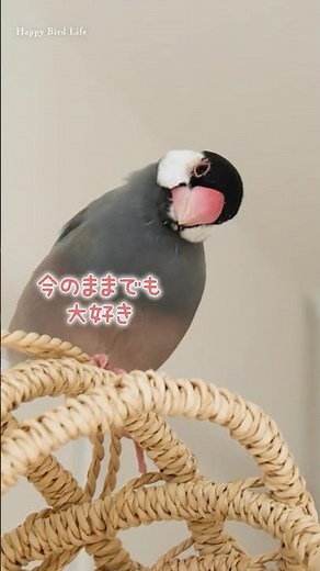 少年文鳥のさえずりはまだ未完成だけど‥【Bird Life】【文鳥７羽】【Relaxing】Chirping・Singing