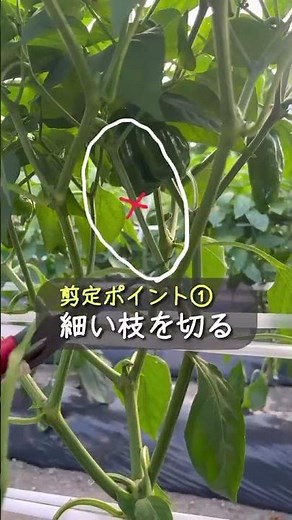 鹿児島大学教育学部実習地より「ピーマンの管理 剪定方法」#ピーマン #芽かき #ピーマン栽培 #ピーマン芽かき #剪定 #ピーマン剪定 #生活科 #家庭菜園 #野菜作り