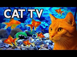 CAT TV – Giant Goldfish Swimming for Cats (8 Hours, 4K Ultra HD) Fish Tank Video