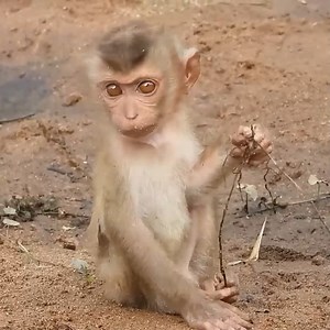 50K views · 2.2K reactions | Santa calls Cheko to help download the hook, Cheko sits and laughs watching Santa | Monkey Rainbow | Facebook