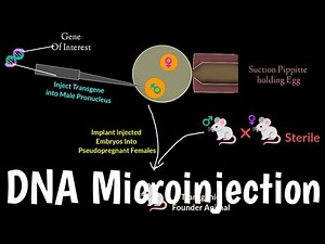 DNA Microinjection | Gene Transfer Method | Embryonic Stem Cell Mediated Gene Transfer |