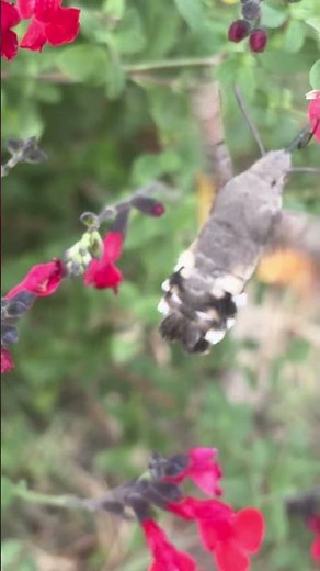papillon moro sphinx #butterfly #nature #garden