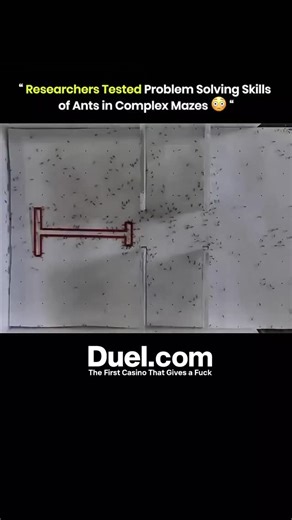 Education || history || technology on Instagram: "Researchers from the University of Sheffield tested the problem solving skills of ants by placing hundreds of them in a maze with barriers marked by a red structure. At first, the ants wandered in all directions, but they soon began cooperating, marking successful paths with pheromones. Over time, the colony collectively optimized the route to reach food. The study showed ants display a form of group intelligence similar to early computer algorit