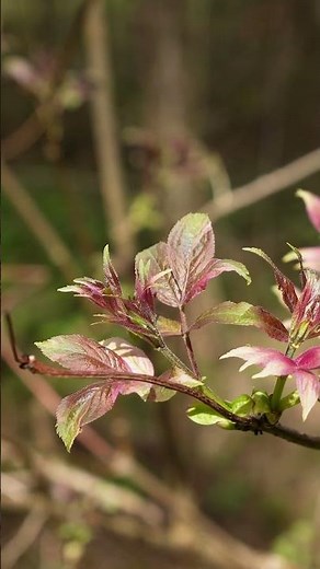 Spring Forest Sounds in 4K A Quiet Nature Escape