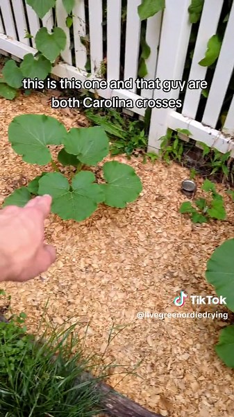 watermelon's - Carolina Cross #watermelon #CarolinaCross #bedprep #zone5