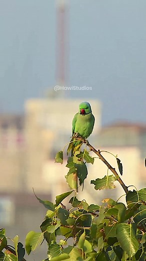 2.3K views · 77 reactions | Rose Ringed Parakeet in city #city #parrot #parakeet #roseringed #parrot #bird #nature #love HA16669 | HAWI Studios | Facebook