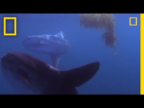 Giant Bizarre Fish | National Geographic