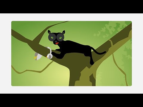 ZOOMIX, Pam, the Panther