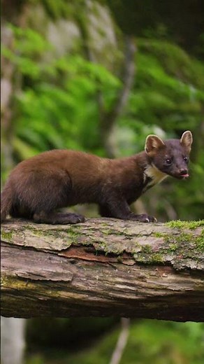 Meet the European Pine Marten | NATURE Shorts | PBS #animal #naturepbs #pinemarten