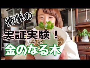 金のなる木【びっくり】乾燥に強い！！