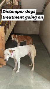 Distemper dogs treatment going on story will be released once they are recovered . Please pray for them 🙏🙏 | Animal Lovers Foundation