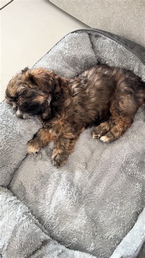 Tell me this isn’t the cutest Shih Tzu puppy you’ve seen today 😭🐾 #foryou #tiktokpets #cutepuppy #shihtzulife #puppyenergy