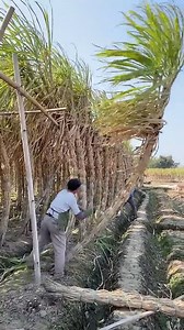 Actividades de cosecha de caña de azúcar en China 🇨🇳 #harvesting #sugarcane #farming | Planeta Salvaje